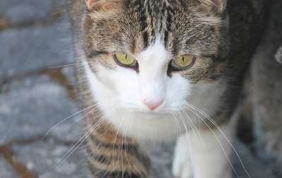 猫 脸 眼睛 家猫 肖像 细心 看法 家畜 猫脸 头 关闭