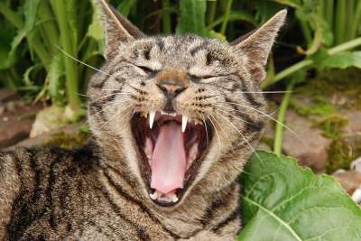 动物 哺乳动物 猫咪 舌头 牙齿 打哈欠 虎斑猫
