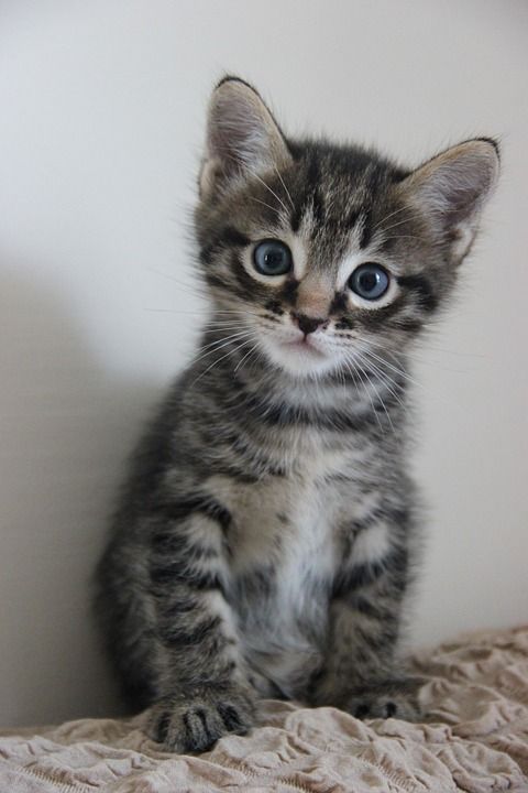 猫 小猫 宠物 动物 基蒂 可爱的 国内的 毛皮 眼睛 蓬松的