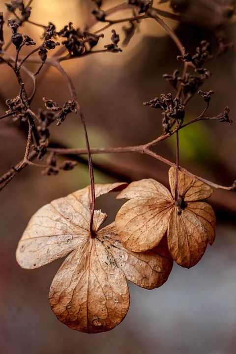 花 秋天 自然 秋花 厂