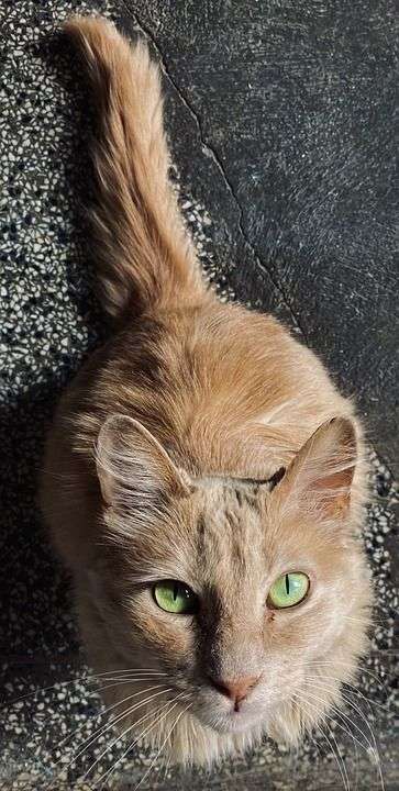 猫 动物 猫科动物 宠物 国内的猫 国内动物