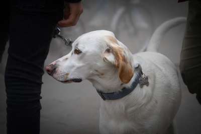 狗 宠物 皮带上的狗 动物 犬类 户外 狗背景 狗壁纸
