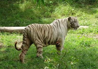 老虎 白色的老虎 猫 动物 野生动物 荒野 猫科动物 捕食者 大