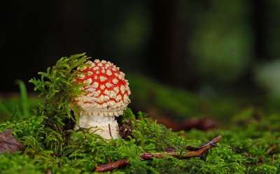 蘑菇 毒菌 苔藓 年轻的蘑菇 森林地面 落下 2022年度蘑菇