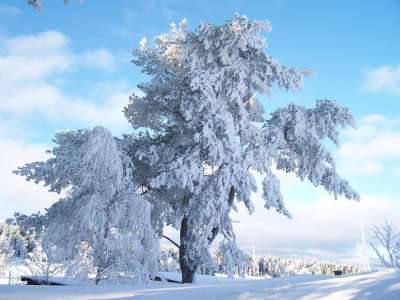冬天 霜 雪晶 分行 大自然 凉爽的 雪