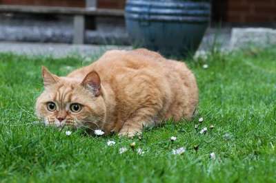 宿醉 红色的 英国短毛猫 猫 毛皮 小猫