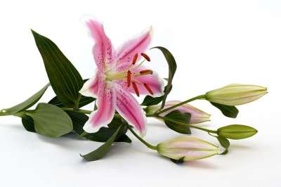 百合 开花 花 粉色的 白色的 绿色 关闭 雄蕊 橡皮图章