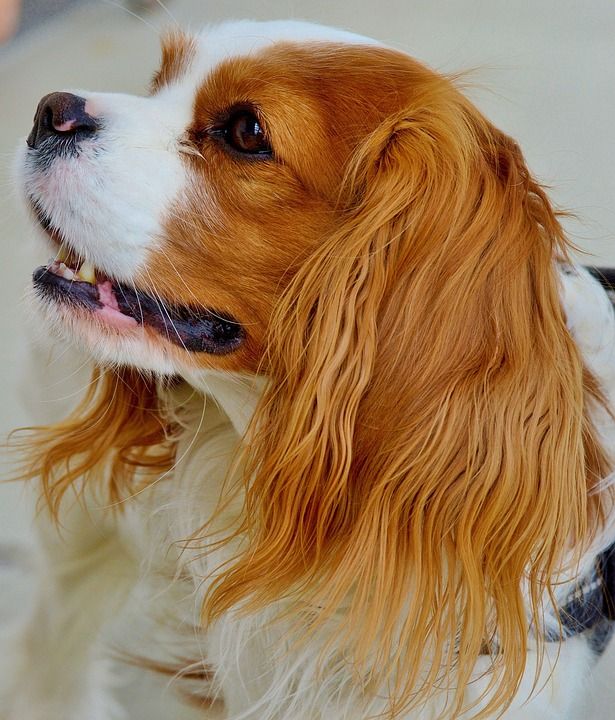 狗 骑士查理王猎犬 有趣的 家畜 动物 毛皮 棕色的 白色的