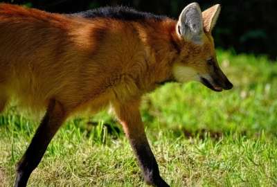 鬃狼 野狗 犬类 金黄的 近乎威胁 食肉动物 猎人 哺乳动物