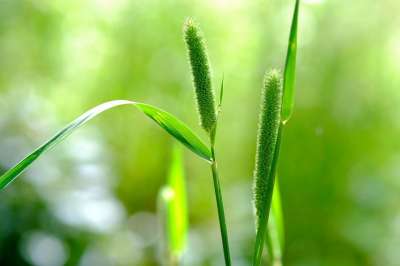 小米 野草 森林 绿叶 绿色 树叶 自然 植物 关闭