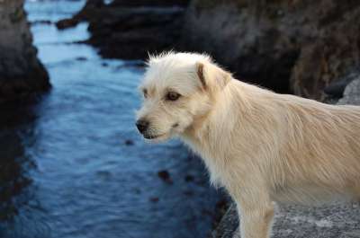 狗 流浪狗