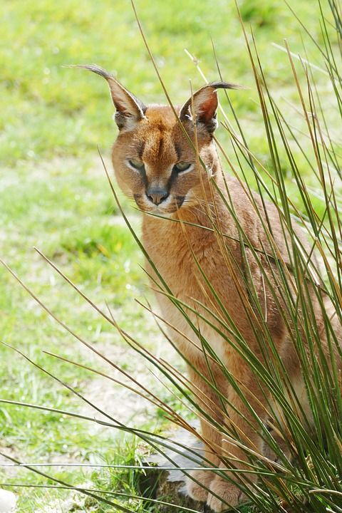 狞猫 猫 荒野 野生动物 动物 哺乳动物 猫科动物 捕食者 自然