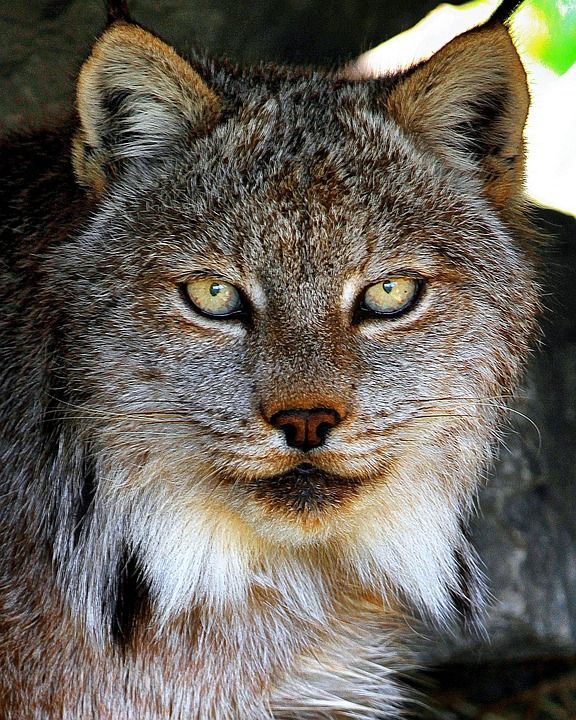 猞猁 动物 眼睛 头发 猫 野蛮的 猞猁 猞猁 猞猁 猞猁