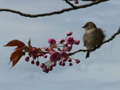 鸟 科 分支 坐 麻雀 斯珀林 Junvogel 蓬松起来 羽毛