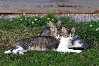 猫 年轻 家猫 肖像 猫脸 猫家族