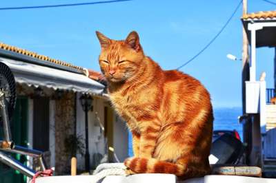 猫 睡着了 睡觉的动物 阳光下的猫 船 希腊 海边的猫 莱夫卡达