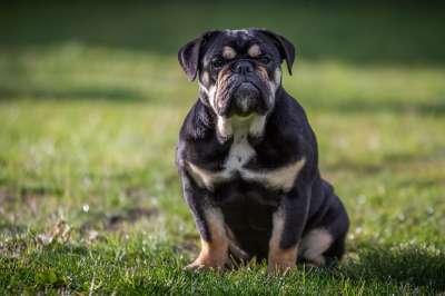 斗牛犬 英国斗牛犬 狗 家畜 肖像 可爱的