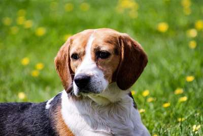 狗 比格犬 家畜 动物 可爱的 松软的耳朵