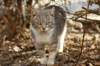 那只猫 白色的 灰色的 毛皮 猫科动物 可爱的 被驯服的