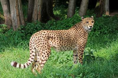 猎豹 捕食者 非洲 自然 大猫 野生动物 动物园 野猫 蒂尔加滕