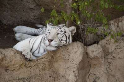 老虎 白色的老虎 皇家老虎 捕食者 大猫 野猫 白色的 危险的