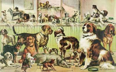 小狗 宠物 卡通片 画画 狗窝 兽医 犬科动物 盒
