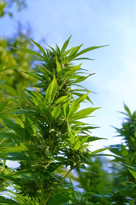 草 大麻 绿色 毒品 麻 自然 药品 苜蓿 草本植物