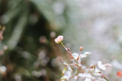 玫瑰 开花 霜 冬天 雪 植物 自然 花园 玫瑰花 园林植物