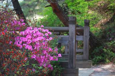 大自然 树 花 植物 户外 杜鹃花 映山红 春天 春天的花朵