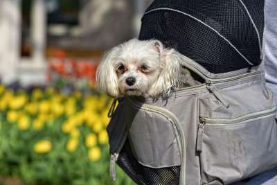 小狗 狗 动物 哺乳动物 犬类 宠物 国内的 狗在背包 背包