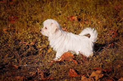 狗 小狗 年轻的狗 小的 马耳他语 白色的 动物 家畜 家庭犬