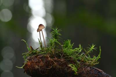 蘑菇 盔甲 轻敲 苔藓 森林 森林地面 落下 自然