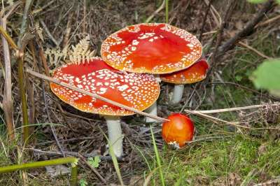 毒菌 自然 森林 红色的 落下 森林地面 有毒 点缀 信号红