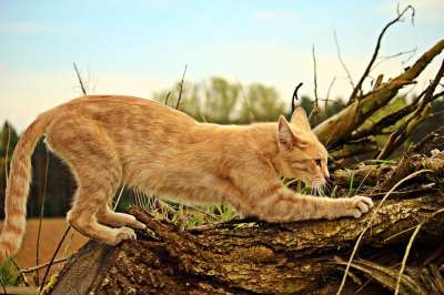 猫 小猫 划痕 锐利的爪子 老虎 虎猫 鲭鱼