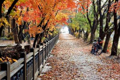 树叶 小路 路 自行车 公园 树木 秋天的树叶 秋天 木头