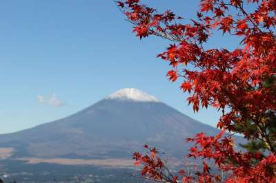 富士山 山 秋天的树叶 树 树叶 叶子 秋叶 金秋时节