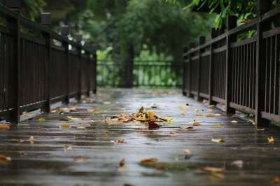 雨 木头 户外的 自然 树 景观 叶子 季节 湿的 平静的