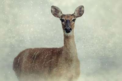 鹿 獐鹿 动物 野生动物 荒野 雪 冬天 雪花 森林动物 自然