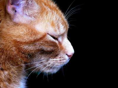 猫 动物 家畜 猫脸 Katzenkopf 头 家猫 野生动物