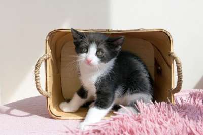 小猫 宠物 动物 猫 猫咪 可爱 小的 家