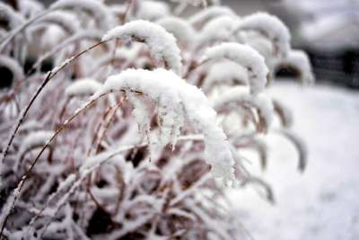 雪 冬天 降雪 下雪的 草 自然 寒冷的 冬季魔法 冬季的心情