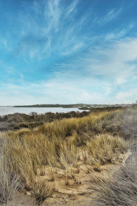 荷兰 沙丘 草 北海 景观 自然 海 沙 海岸 海洋 云