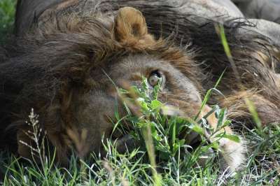 狮子 野生动物 非洲 捕食者 男性 猫 危险的 苹果浏览器