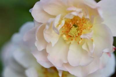 玫瑰 花瓣 狗玫瑰 雄蕊 开花 野玫瑰 植物群 植物学