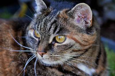 猫 动物 白色的 家畜 猫眼 猫肖像 关闭 猫脸 家猫 头