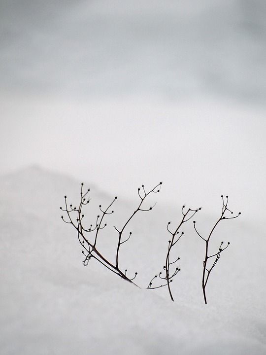雪 白色的 安静 宁静 分支 冬季 日本冬天