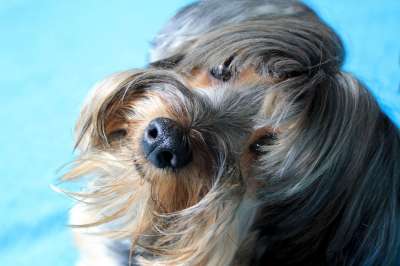 约克郡 狗 朋友 伙伴 家畜 犬 宠物 可爱 小狗