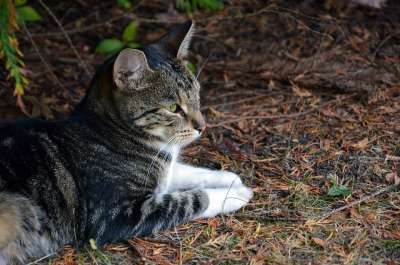 猫 动物 家畜 家猫 野生动物 肖像 动物肖像 鲭鱼 自然