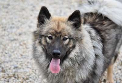 狗 狗Eurasier 女性Eurasier 狗拉语言