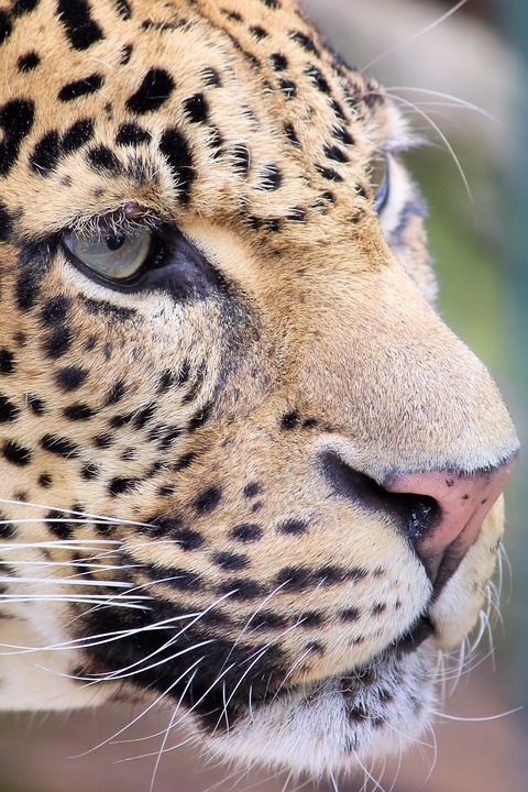 豹 捕食者 动物园 柏林 大猫 猎人